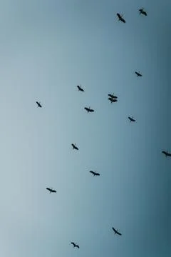 A flock of storks soaring above a calm blue sky Stock Photos