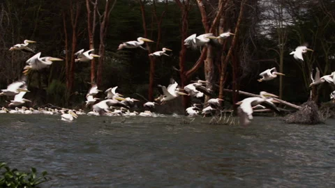 Flock of storks takes off over surface of lake Naivasha in Kenya. Stock Footage 231604969