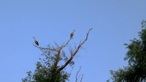 A flock of storks on a tree. Selective focus. Stock Footage 317256919