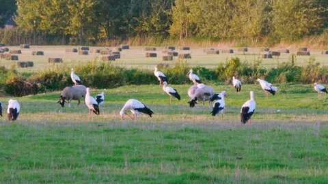 Flock of storks walking grassland with sheep Stockbeeldmateriaal 96145403