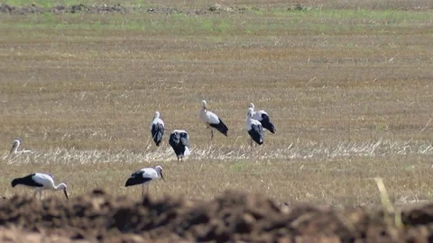 A flock of storks walks across the field in search of food, frogs and mice Stock Footage 113885385