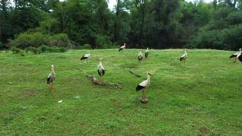 A flock of storks walks and bites on a meadow Stock Footage 176457348