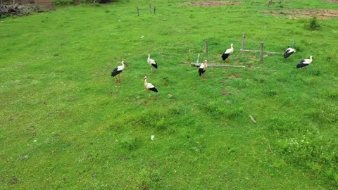 A flock of storks walks and bites on a meadow. Many storks feed together Stock Footage 178989303