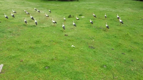 A flock of storks walks and bites on a meadow. Many storks feed together Stock Footage 232843110