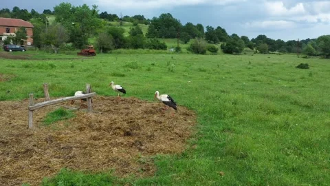 A flock of storks walks and bites on a meadow. Many storks feed together Stock Footage 240230620