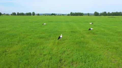 A flock of storks walks and bites on a meadow. Many storks feed together Stock Footage 240230873
