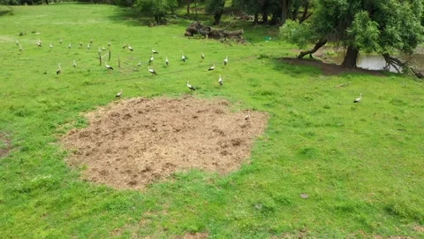 A flock of storks walks and bites on a meadow. Many storks feed together Stock Footage 240762320
