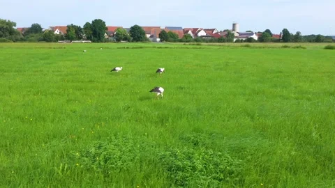 A flock of storks walks and bites on a meadow. Many storks feed together Stock Footage 242840997