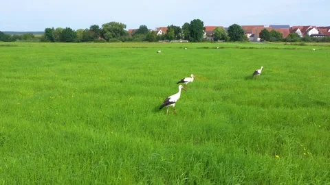 A flock of storks walks and bites on a meadow. Many storks feed together Stock Footage 243787840