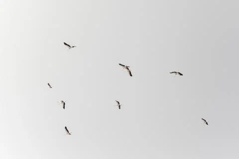 A flock of storks on white background Stock Photos