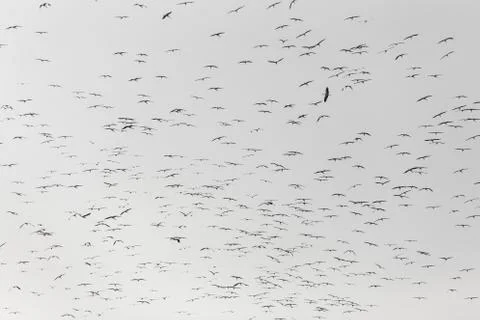 A flock of storks on white background Stock Photos
