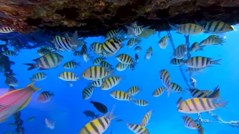 Flock of Striped Sergeant Major (Abudefduf saxatilis) in clear blue water Video stock 177887993