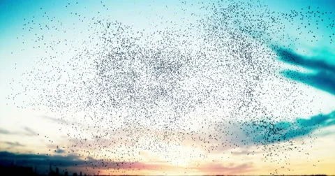 Flock at sunset 4K Vídeo Stock 43441724