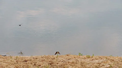 A flock of swallow birds fly over the surface of the lake water Stock Footage 277876271