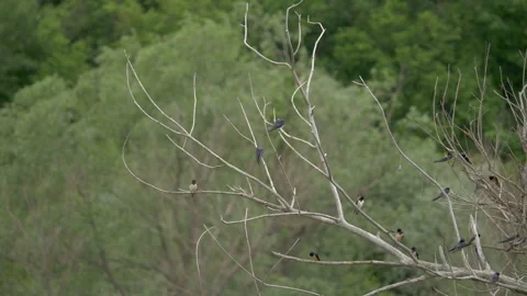 Flock of Swallow Birds Perched on Dead Tree Branch Forest Stock Footage 336662419
