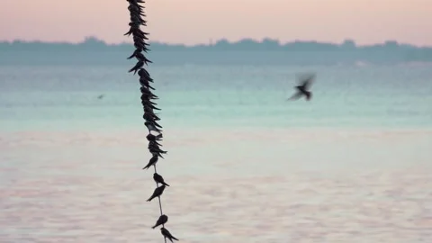 Flock of swallow birds sitting on electric wires. Stock Footage 320178286