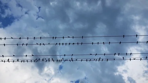 Flock of swallows birds on the wires. Stock Footage 78936738