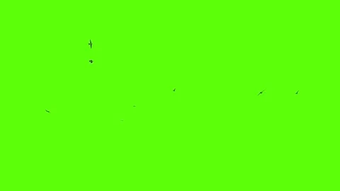 A flock of swallows circling, 3D rendering, green screen animation Stock Footage 144056001