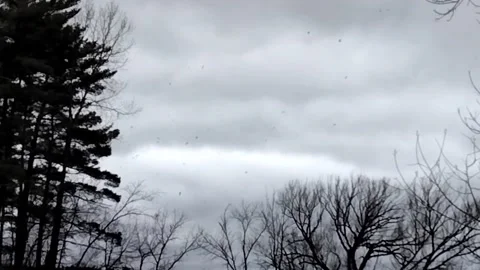 A flock of Swallows fill the sky on a cold windy overcast day. 库存影片 186324810