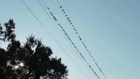Flock of swallows flying and sitting on electrical power lines Stock Footage 82338443