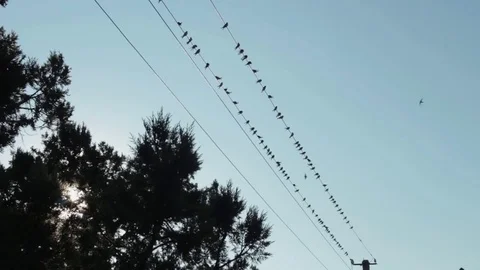 Flock of swallows flying and sitting on electrical power lines Stock Footage 82338849