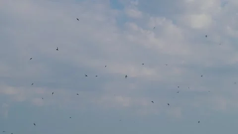 A flock of swallows flying in the blue sky. Stock Footage 290208487
