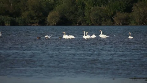 The flock of the swan Stock Footage 80065505
