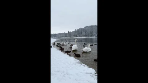 Flock of swans and ducks on cold water of river on a frosty winters morning. Stock Footage 302263584
