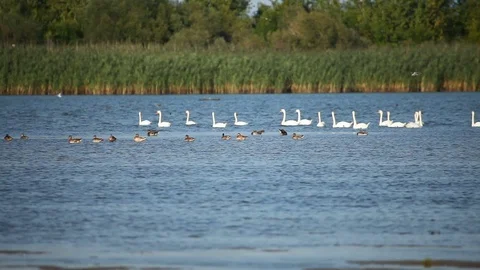 Flock of swans and ducks Видео 80082229