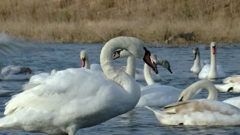 A flock of swans and mallards swim and sleep in a cold winter lake. Birds sort 스톡 동영상 232173737