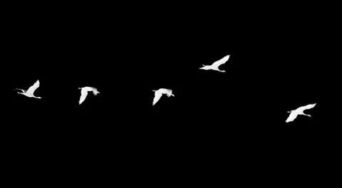 Flock of swans on a black background Stock Illustration