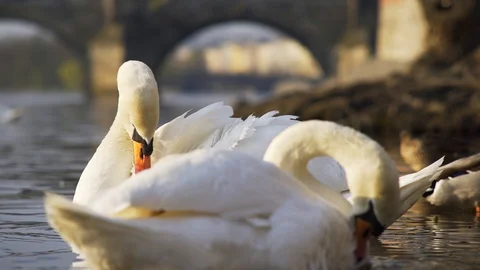 Flock of swans brushes feather against blurry river bridge Stock Footage 125866331