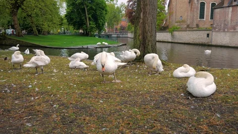 Flock Of Swans Cleaning Their Feathers On Green Grass Lawn Near River Channel Stock Footage 86851734
