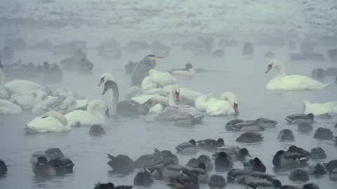 Flock of swans, ducks floating, eating and sleeping in foggy, cold winter river. Stock Footage 171590373