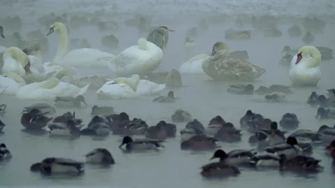 Flock of swans, ducks floating, eating and sleeping in foggy, cold winter river. Stock Footage 171590560