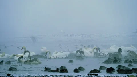 Flock of swans, ducks floating, eating and sleeping in foggy, cold winter river. Stock-Footage 178030338
