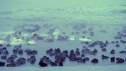 Flock of swans ducks floating, eating and sleeping in foggy, cold winter river. Stock Footage 255519866