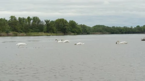 A flock of swans feed on the river Don, Russia Stock Footage 168986129