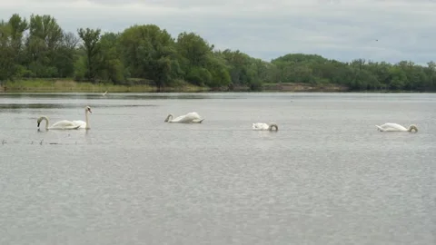A flock of swans feed on the river Stock Footage 168986123