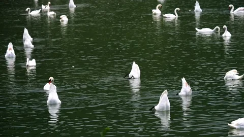 Flock of swans feeding on a lake Stock Footage 200877771