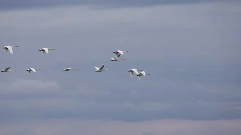 A flock of swans flies over the river Video stock 299945648