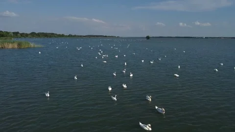 Flock of Swans floating on a Danube river Stock Footage 252308545