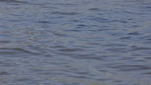 A flock of swans floating on the sunny river Vltava in Prague Stock Footage 83652289
