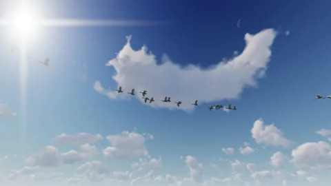 Flock of swans flying against Blue sky, loop, 4K Stock Footage 205840887