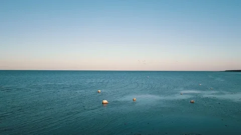 Flock of swans is flying by the camera Stock Footage 90758560