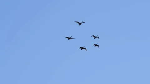 Flock of a swans flying on the sky Stock Footage 122033165