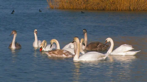 Flock of  swans. Stock Footage 35985277