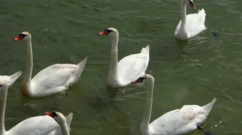 A flock of swans Stock Footage 51232826