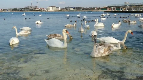 Flock of Swans. Stock Footage 71158348
