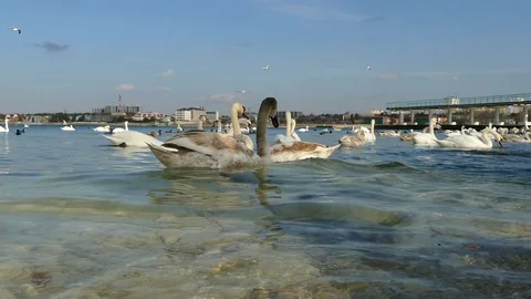 Flock of Swans. Stock Footage 71168571